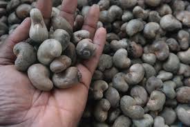 Cashew Nut